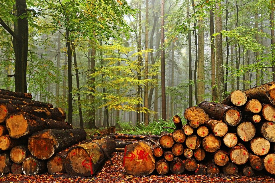 Ministru-cheie al Guvernului Tudose, plângere penală după tăierile ilegale de păduri