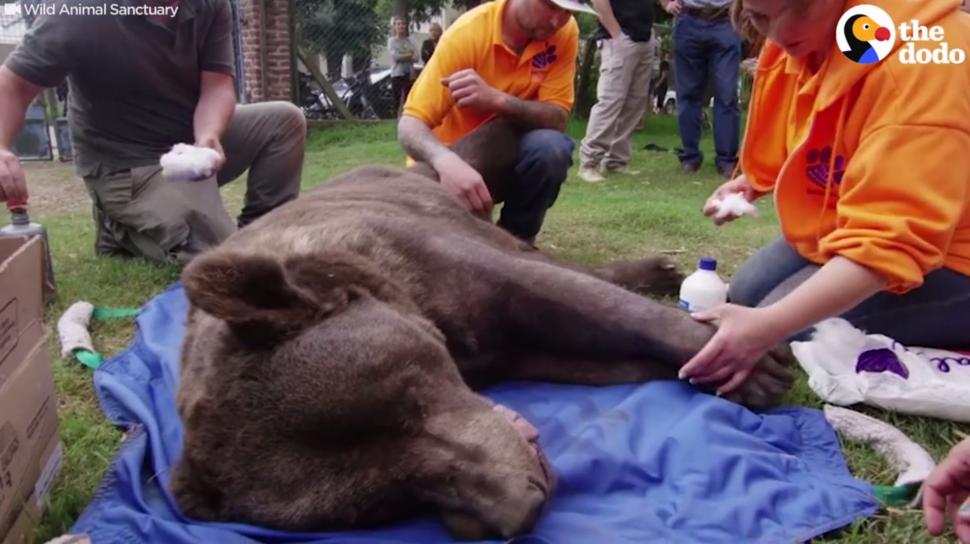 Animale de la Zoo, lăsate să moară de foame. Imaginile care te vor face să plângi - VIDEO VIRAL