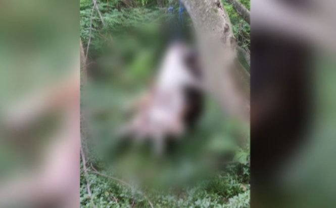 Descoperire macabră într-o pădure din Vâlcea. Mai mulți câini au fost uciși și lăsați în copaci 