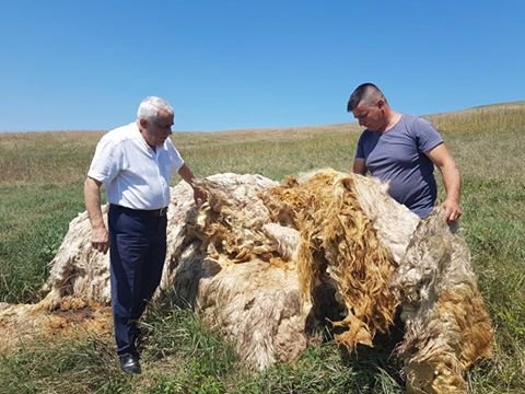 Ministrul Agriculturii Petre Daea, lovit din nou de blestemul oii