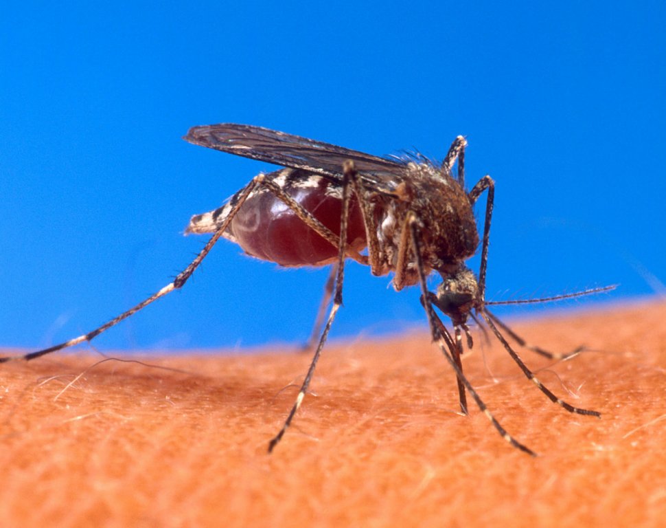 Epidemie de febră dengue. Sute de persoane au murit