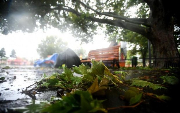 O femeie a murit la Brăila, după ce a fost lovită de un copac doborât de vânt