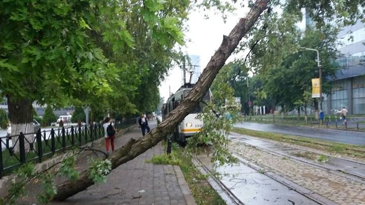 Un copac a căzut pe o linie de tramvai în Capitală - VIDEO