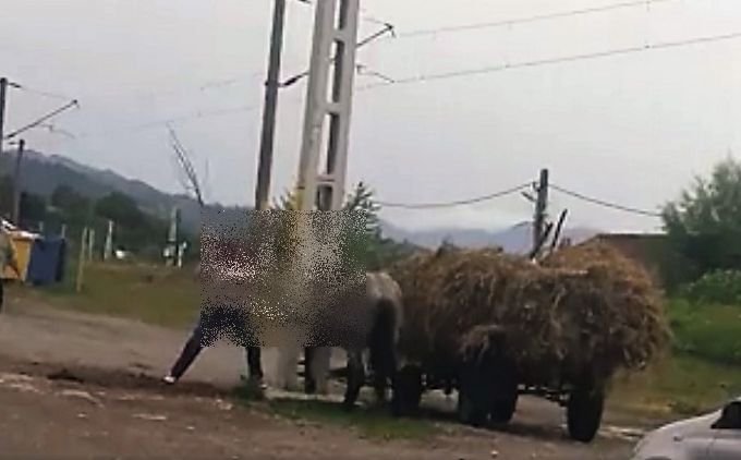 Imagini cumplite! Un cal este snopit în bătaie de doi bărbați, în plină stradă, la Bacău