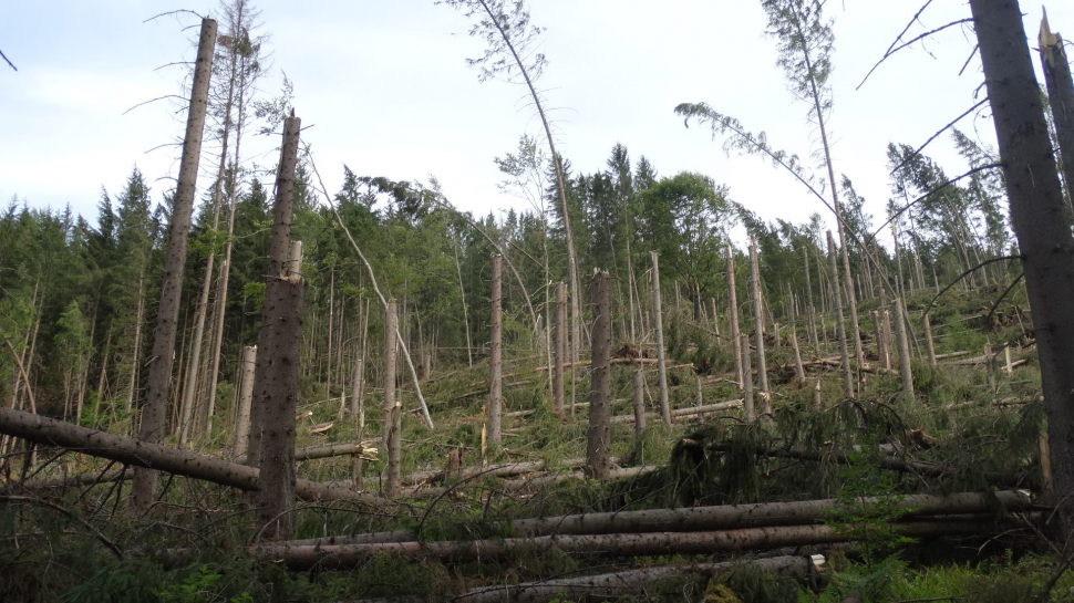 Dezastru provocat de vijelii în pădurile din România - VIDEO