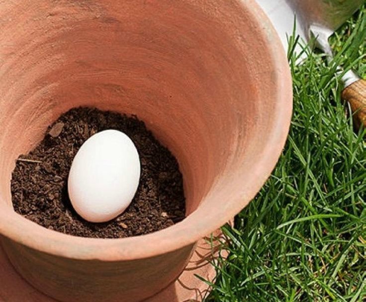  Trucul genial pe care poți să îl încerci și tu acasă! A pus un ou întreg într-un ghiveci și l-a acoperit cu pământ. Iată ce s-a întamplat după 2 săptămâni!