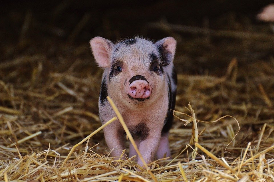 Alertă în România, din cauza pestei porcine. ANSVSA a confirmat primul focar