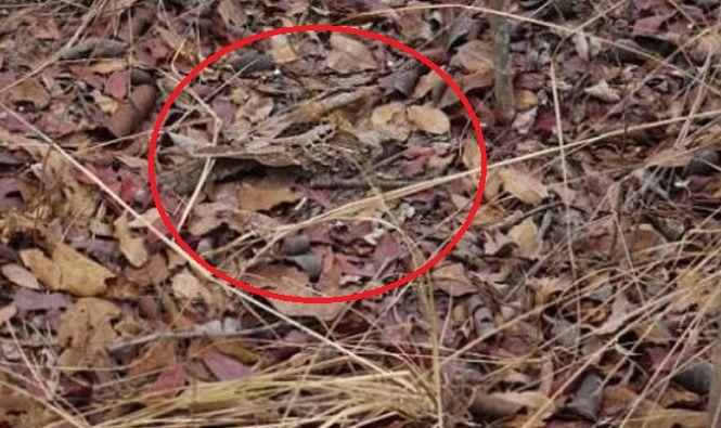 Tu poți vedea ce se ascunde în imagine? Puțini reușesc să observe acest detaliu  467736