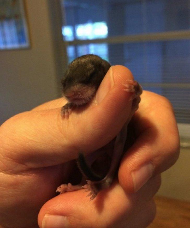 A salvat un pui găsit pe stradă. Când a crescut, a avut un şoc! Creatura se transformase în... 468604