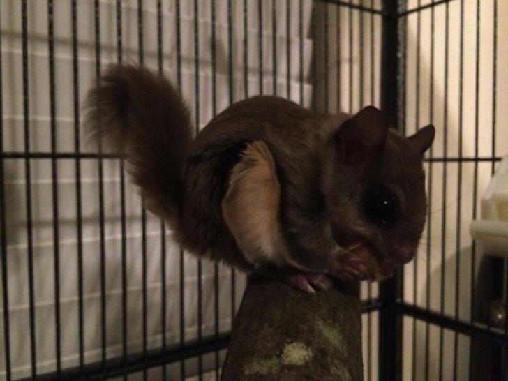 A salvat un pui găsit pe stradă. Când a crescut, a avut un şoc! Creatura se transformase în... 468605