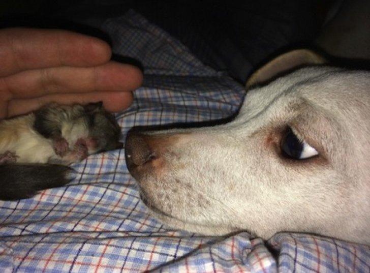 A salvat un pui găsit pe stradă. Când a crescut, a avut un şoc! Creatura se transformase în... 468606