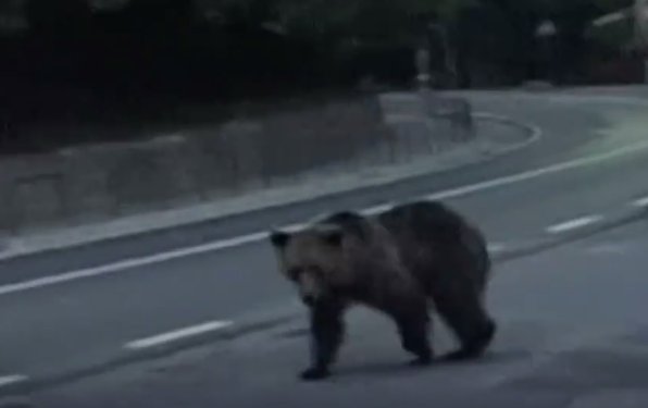 BBC: Urşii înfometaţi caută mâncare într-un oraş din România - VIDEO