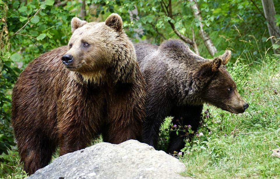 Cinci turişti care au fugit de urşi s-au rătăcit în Munţii Bucegi