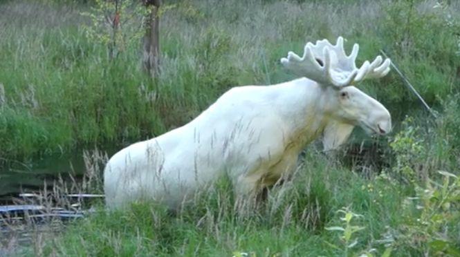 S-a dus în pădure și a făcut o descoperire incredibilă. „Am avut noroc să fiu singur” - VIDEO 471432