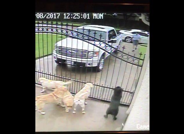 Poștașul venea în fiecare zi la poarta lor, fără să lase nicio scrisoare. Într-o zi, au decis să afle motivul, așa că s-au uitat pe camera de supraveghere. Au rămas uimiți să afle adevăratul motiv al vizitelor sale (FOTO+VIDEO)  471594