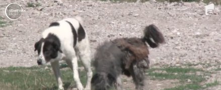 VIDEO - Descoperire şocantă! Cadavrul unui bărbat, devorat de câinii comunitari