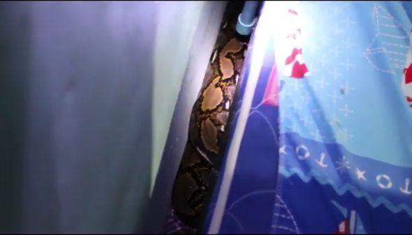 În fiecare seară, copilul auzea zgomote ciudate de sub pat. Le-a spus părinților, așa că aceștia au aruncat o privire. S-au îngrozit când au văzut ce era (GALERIE FOTO+VIDEO)  471982