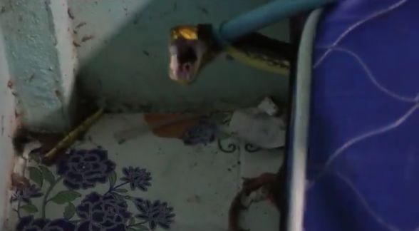 În fiecare seară, copilul auzea zgomote ciudate de sub pat. Le-a spus părinților, așa că aceștia au aruncat o privire. S-au îngrozit când au văzut ce era (GALERIE FOTO+VIDEO)  471984