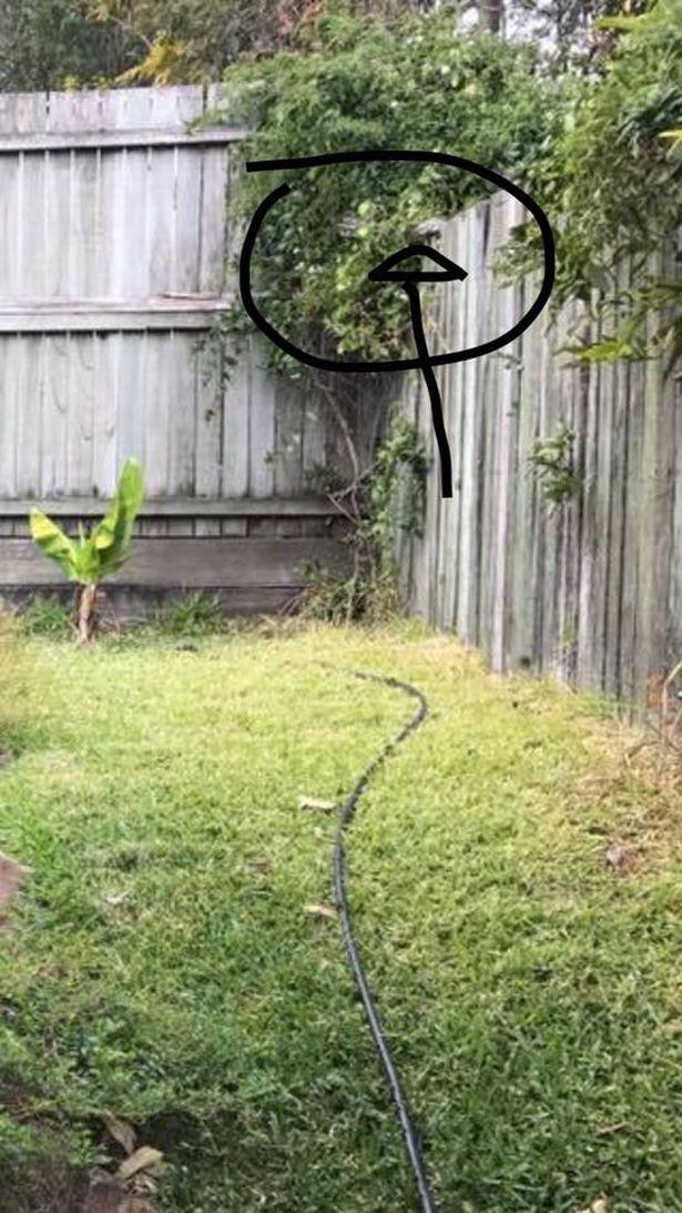 Își beau liniștiți cafeaua, când au aruncat o privire în grădină. Au avut un adevărat șoc când au văzut ce se afla acolo (FOTO) 474177