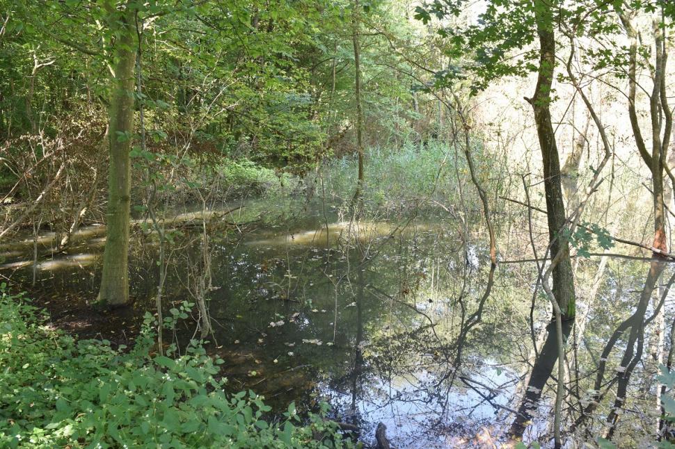 Un animal dispărut din România acum 40 de ani, a reapărut din senin. Este inedit unde și-a făcut apariția 474060