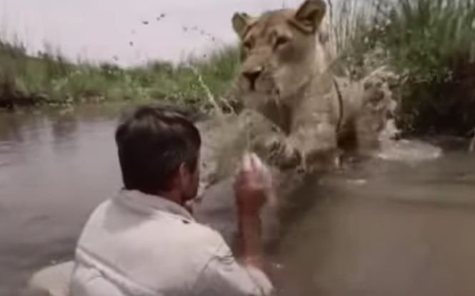 Leul s-a aruncat peste bărbatul din apă! A urmat ceva de necrezut! Cum e posibil așa ceva? VIDEO