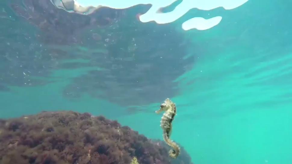 Imagini rare suprinse pe litoralul românesc. Această creatură este întâlnită, de obicei, în Oceanul Atlantic - VIDEO 474757