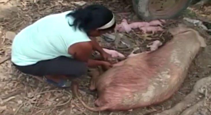 Scroafa lor a adus pe lume 10 purceluși. S-au dus cu toții să-i vadă, dar au avut un șoc. Ce au găsit acolo (FOTO) 475327