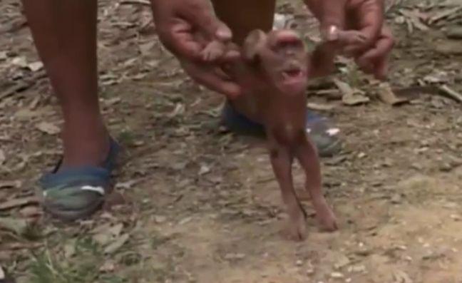 Scroafa lor a adus pe lume 10 purceluși. S-au dus cu toții să-i vadă, dar au avut un șoc. Ce au găsit acolo (FOTO) 475328