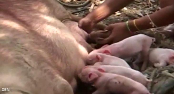 Scroafa lor a adus pe lume 10 purceluși. S-au dus cu toții să-i vadă, dar au avut un șoc. Ce au găsit acolo (FOTO) 475329