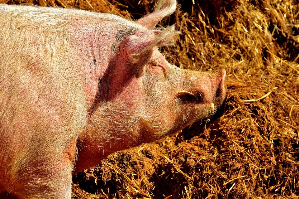 O femeie din Bacău a avut parte de o moarte oribilă după ce a fost muşcată de un porc