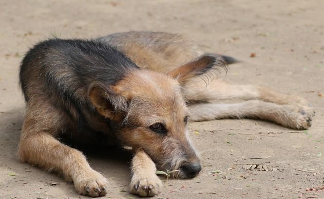 Șocant! Ce se întâmplă cu câinii maidanezi care trăiesc în zona interzisă de la Cernobîl 