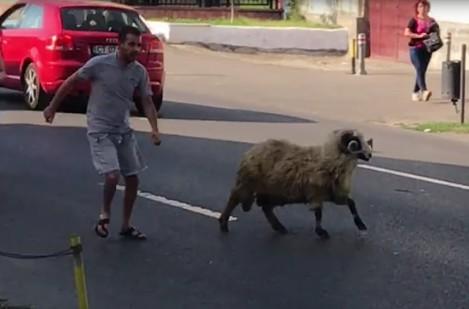 Apariție neobișnuită pe o stradă din Constanța! Oamenii au luat telefoanele și au înregistrat totul (FOTO+VIDEO) 476572