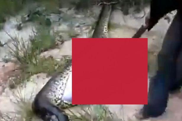 A tăiat burta unui șarpe uriaș. Nicio clipă nu se aștepta să descopere însă asta (FOTO) 476802