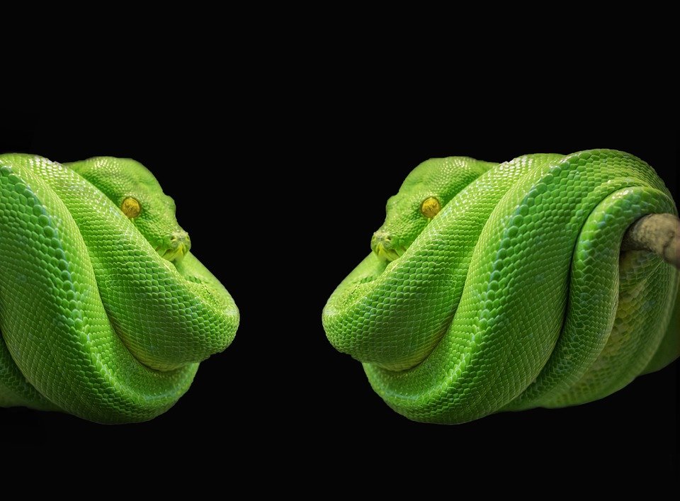 Cum naște un șarpe. Nu te-ai fi gândit ca un pui să arate așa în primele secunde de viață - VIDEO