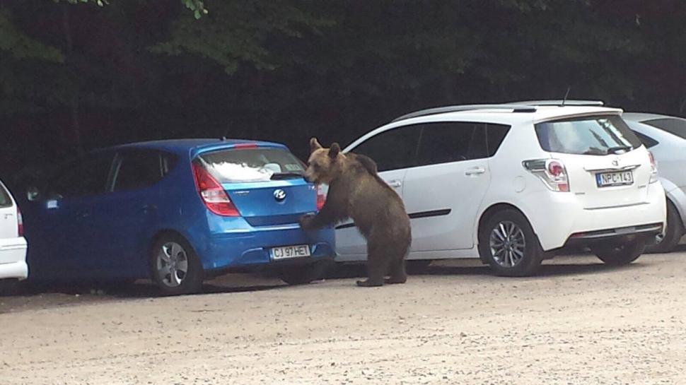 Scene uluitoare în zona lacului Sfânta Ana. Turiștii au scos telefoanele și au început să facă poze. O ursoaică și puiul ei, printre mașini -  FOTO 476859