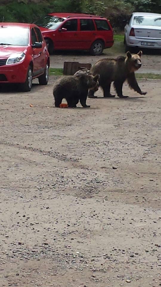 Scene uluitoare în zona lacului Sfânta Ana. Turiștii au scos telefoanele și au început să facă poze. O ursoaică și puiul ei, printre mașini -  FOTO 476860