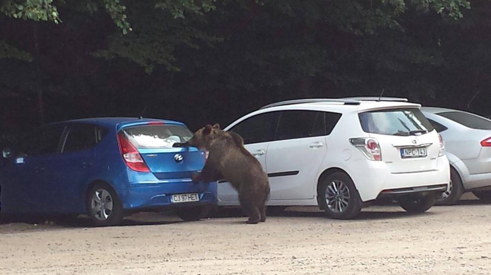 Scene uluitoare în zona lacului Sfânta Ana. Turiștii au scos telefoanele și au început să facă poze. O ursoaică și puiul ei, printre mașini -  FOTO 476861