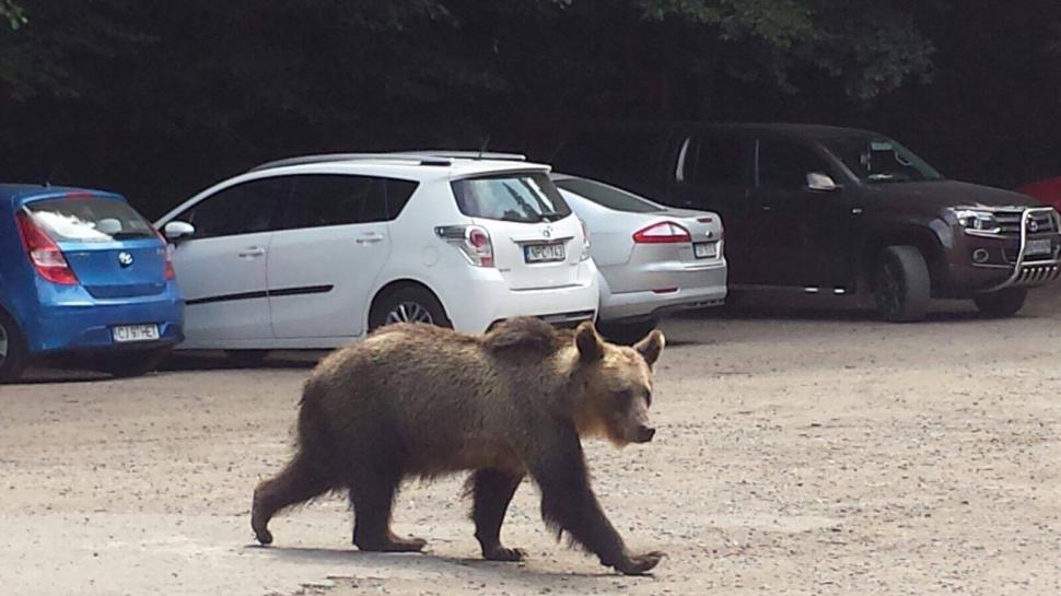 Scene uluitoare în zona lacului Sfânta Ana. Turiștii au scos telefoanele și au început să facă poze. O ursoaică și puiul ei, printre mașini -  FOTO 476862