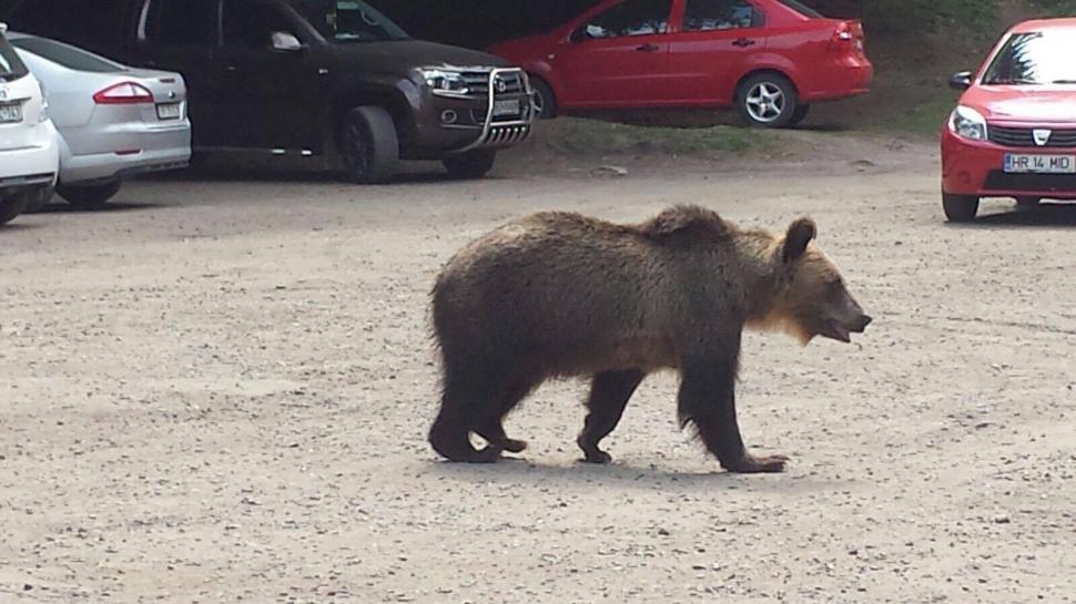 Scene uluitoare în zona lacului Sfânta Ana. Turiștii au scos telefoanele și au început să facă poze. O ursoaică și puiul ei, printre mașini -  FOTO 476863