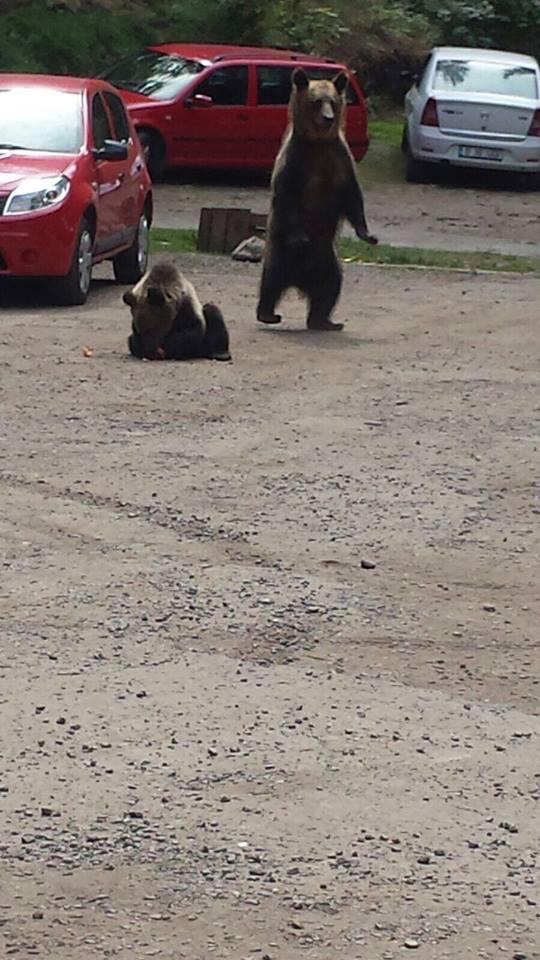 Scene uluitoare în zona lacului Sfânta Ana. Turiștii au scos telefoanele și au început să facă poze. O ursoaică și puiul ei, printre mașini -  FOTO 476864