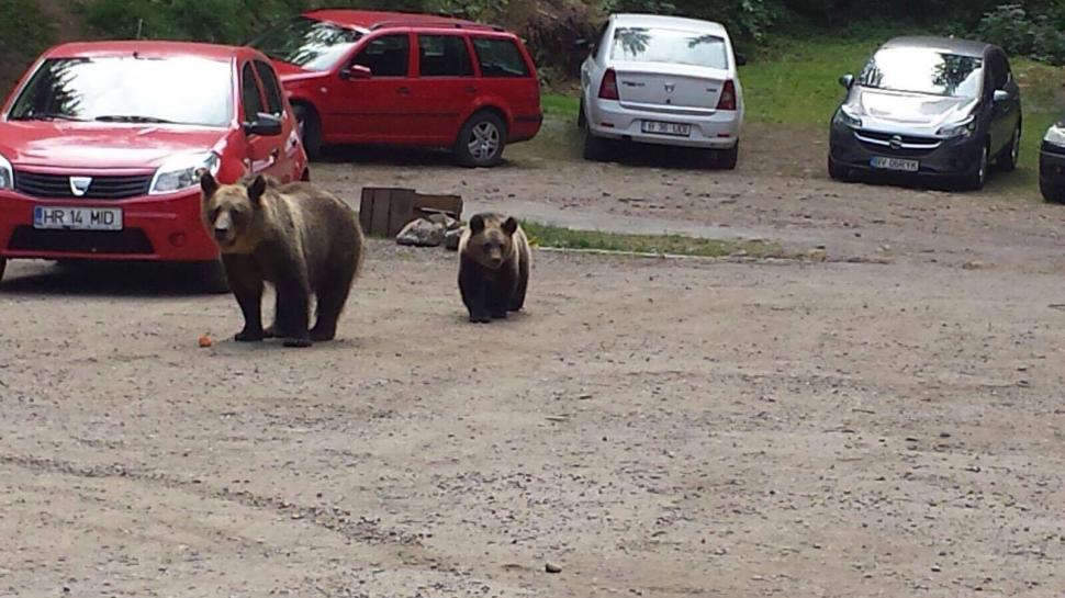 Scene uluitoare în zona lacului Sfânta Ana. Turiștii au scos telefoanele și au început să facă poze. O ursoaică și puiul ei, printre mașini -  FOTO 476865