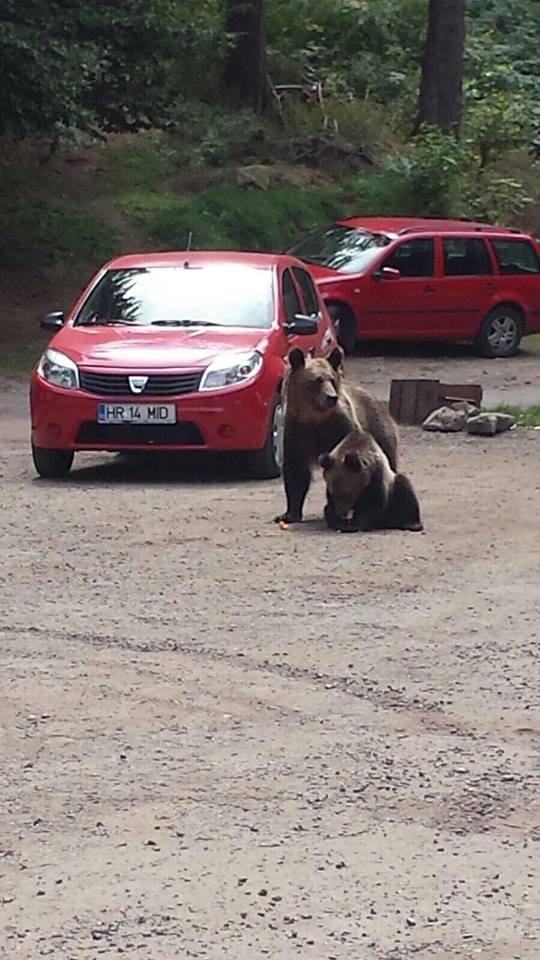 Scene uluitoare în zona lacului Sfânta Ana. Turiștii au scos telefoanele și au început să facă poze. O ursoaică și puiul ei, printre mașini -  FOTO 476866