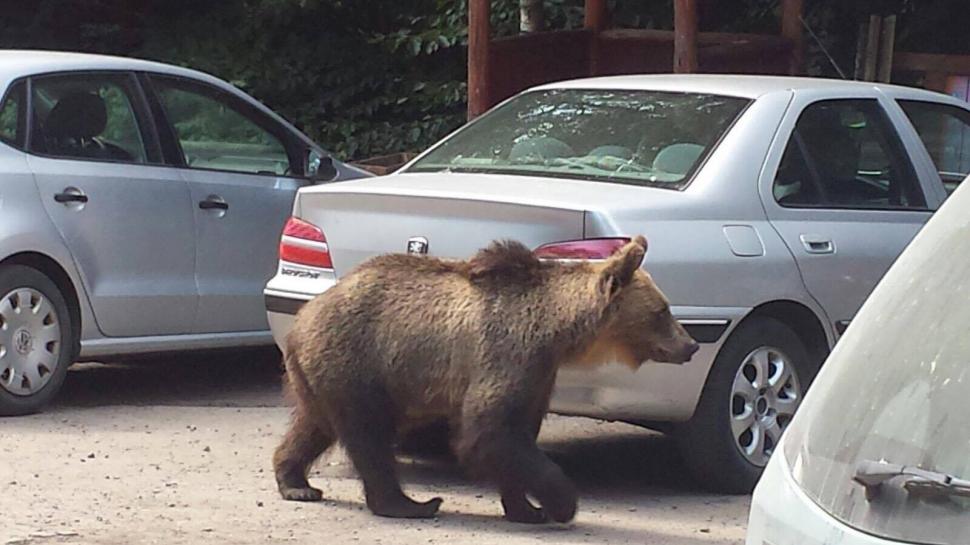 Scene uluitoare în zona lacului Sfânta Ana. Turiștii au scos telefoanele și au început să facă poze. O ursoaică și puiul ei, printre mașini -  FOTO 476867