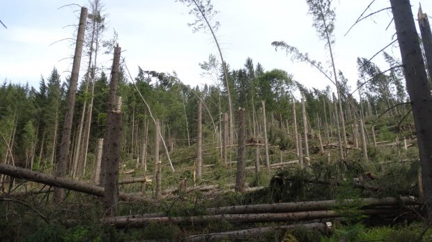 Decizie importantă pentru pădurile din România. Ce a decis Senatul