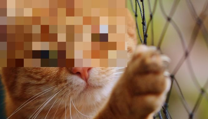 Imagini şocante apărute în mediul online. Două pisici au fost ucise prin spânzurare