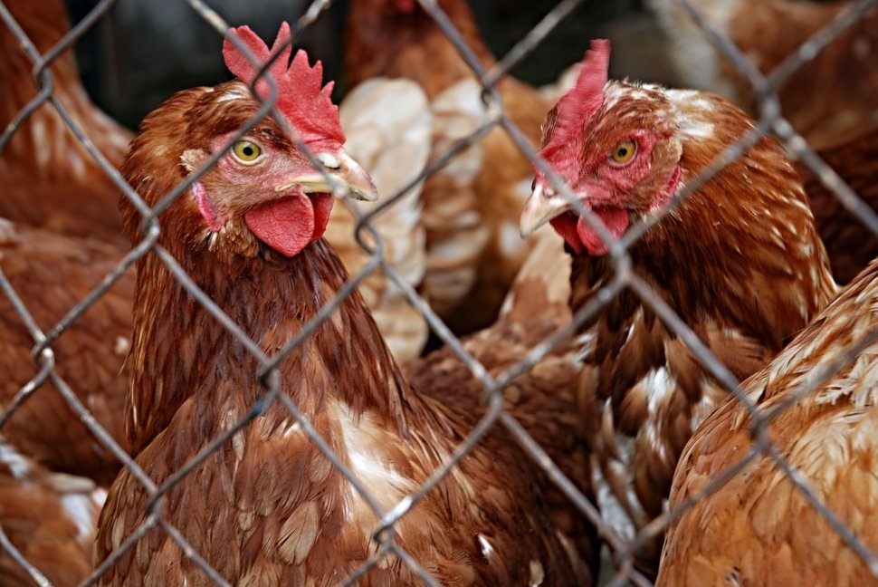 Suspiciuni de contaminare a mii de ouă şi pui în Satu Mare. Inspectorii sanitar-veterinari au sechestrat peste 10.000 de găini