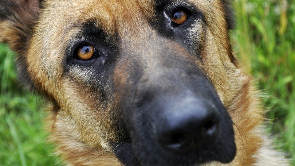 Imagini impresionante. Un câine rănit și abandonat în Munții Făgăraș, salvat de un turist și cărat în spate până jos - FOTO