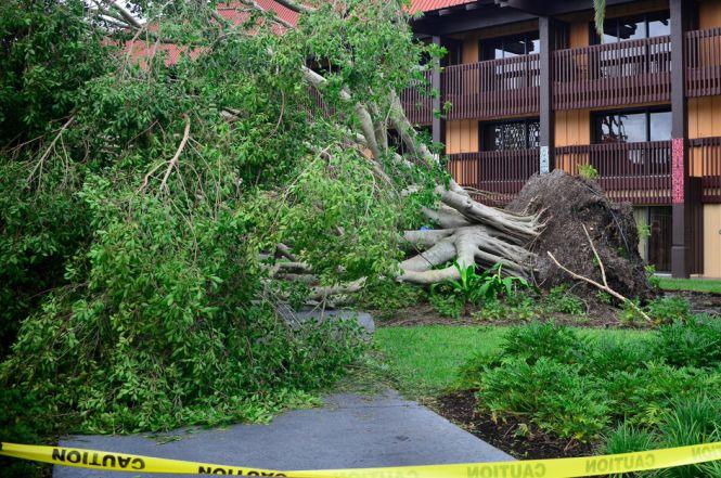 Urmările uraganului Irma. Peisaj deplorabil în parcul de distracții „Walt Disney World” din Florida 478699