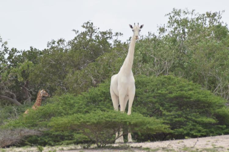 Imagini în premieră cu două girafe albe. Sunt printre cele mai rare animale de pe planetă - VIDEO