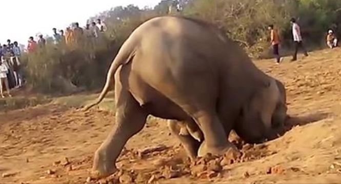 Un elefant a săpat timp de 11 ore în pământ. Nimeni nu se aștepta să dezgroape așa ceva - VIDEO